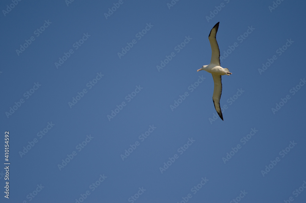 Fototapeta premium Northern royal albatross Diomedea sanfordi in flight. Taiaroa Head Wildlife Reserve. Otago Peninsula. Otago. South Island. New Zealand.