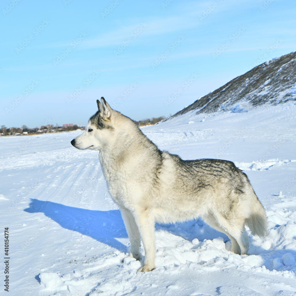 Siberian husky in the snow on a bright sunny day. Siberian husky in the snow on a bright sunny day.