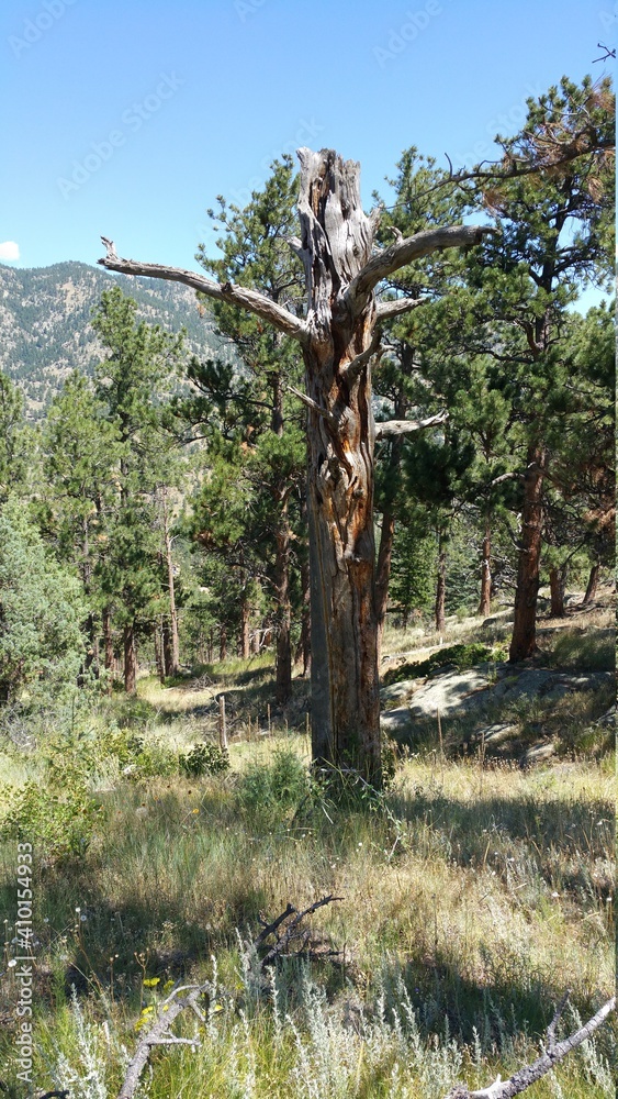 Dead tree in a pine forest