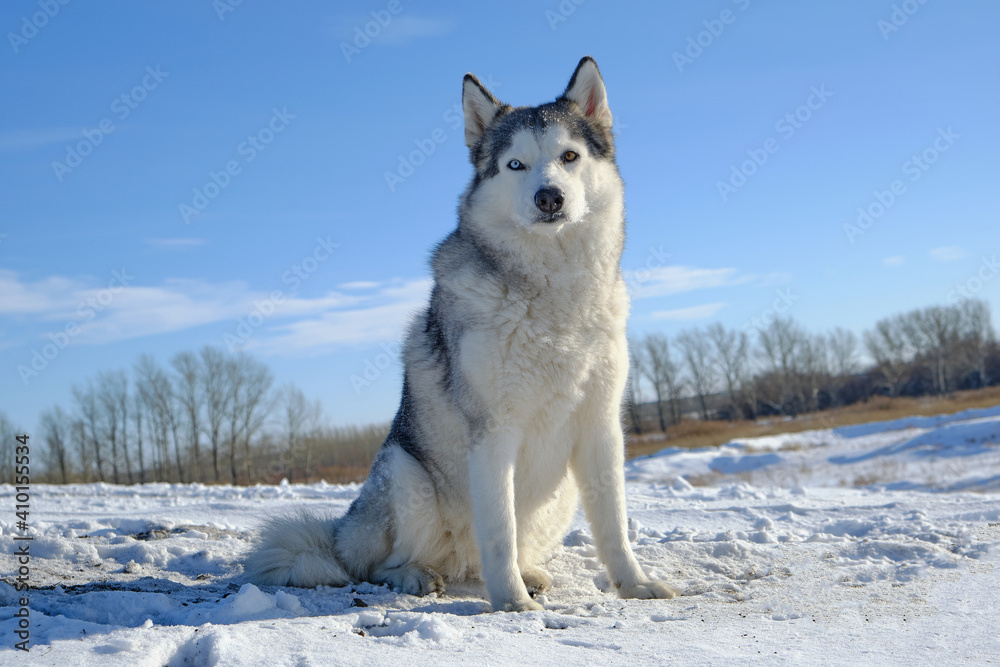 Siberian Husky dog sits on a hill in the snow against the blue sky.