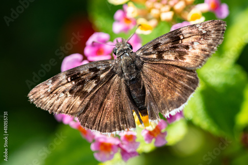 Mournful Duskywing