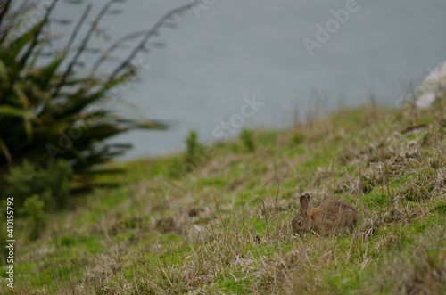 European rabbit Oryctolagus cuniculus grazing. Taiaroa Head Wildlife Reserve. Otago Peninsula. Otago. South Island. New Zealand.