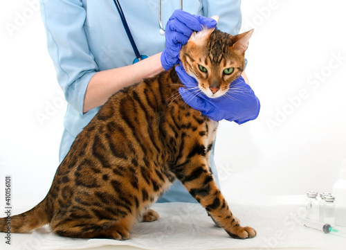 Woman veterinary hands holding bengal cat examining its ear on white background in clinic. Pet care and health