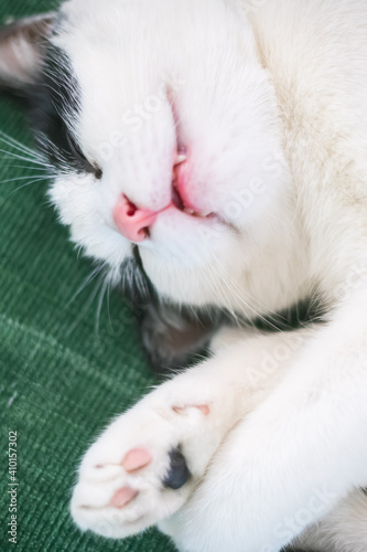 Closeup of a sleeping black and white cat