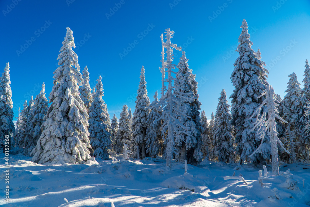 Winter fir and pine forest covered with snow after strong snowfall in jeseniky czech Winter fir and pine forest covered with snow after strong snowfall in jeseniky czech