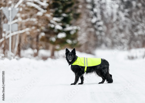 Black german shepherd dog with reflector