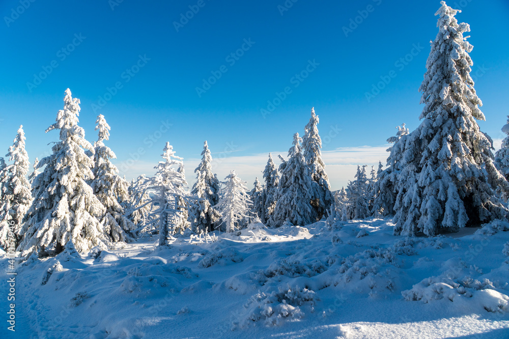 Winter fir and pine forest covered with snow after strong snowfall in jeseniky czech