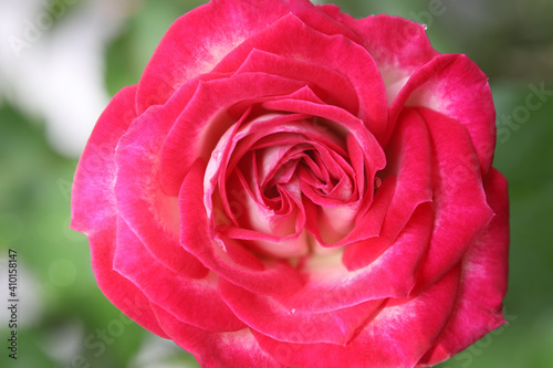 Red rose petals close up