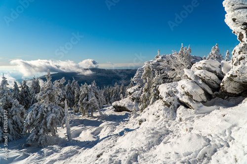 Winter fir and pine forest covered with snow after strong snowfall in jeseniky czech