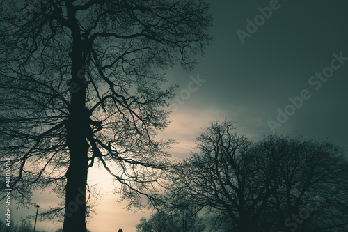 a silhouette of a black tree without leaves against a blue cloudy sky taken from the bottom point