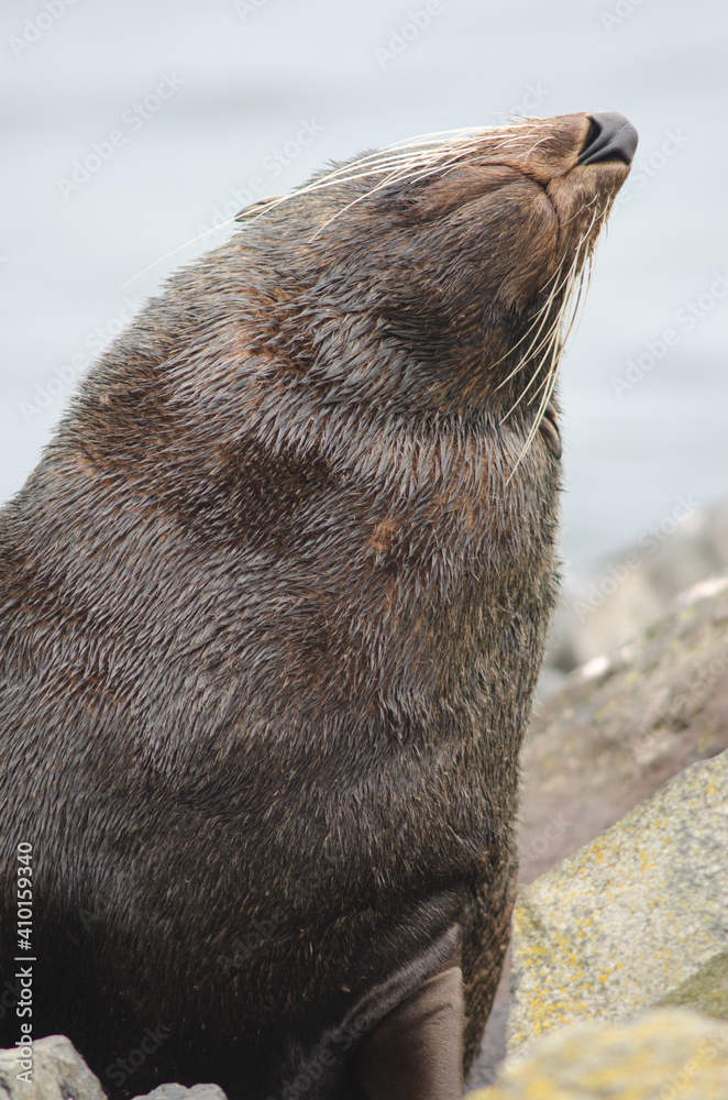 New Zealand fur seal Arctocephalus forsteri. Male. Pilots Beach. Taiaroa Head Wildlife Reserve. Otago Peninsula. Otago. South Island. New Zealand. New Zealand fur seal Arctocephalus forsteri. Male. Pilots Beach. Taiaroa Head Wildlife Reserve. Otago Peninsula. Otago. South Island. New Zealand.