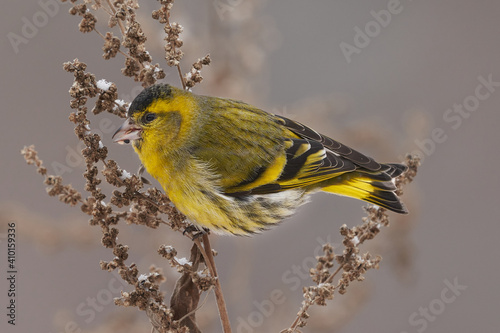 Bird - Eurasian Siskin ( Spinus spinus ) male ssits on dry grass and eats last year's seeds. Cloudy winter day. Close-up. photo