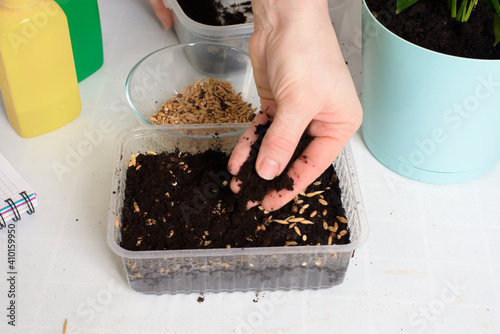 plant and sow seeds in planters for germination at home . step-by-step process of planting seeds