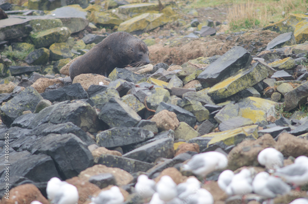 Obraz premium New Zealand fur seal Arctocephalus forsteri. Female. Pilots Beach. Taiaroa Head Wildlife Reserve. Otago Peninsula. Otago. South Island. New Zealand.