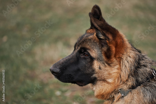 High bred dog with protruding ears. German Shepherd puppy breeding show, close up portrait on background of green grass. Charming cute grown up shepherd puppy. © Ekaterina