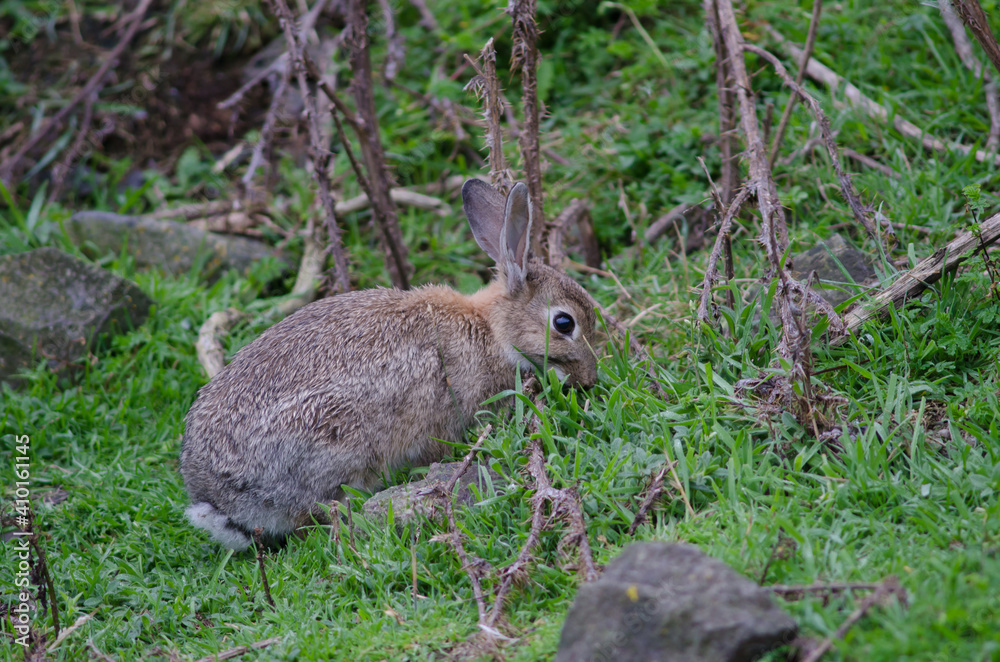 Fototapeta premium European rabbit Oryctolagus cuniculus grazing. Pilots Beach. Taiaroa Head Wildlife Reserve. Otago Peninsula. Otago. South Island. New Zealand.