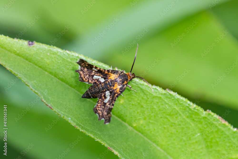 Spotted Thyris Moth Spotted Thyris Moth