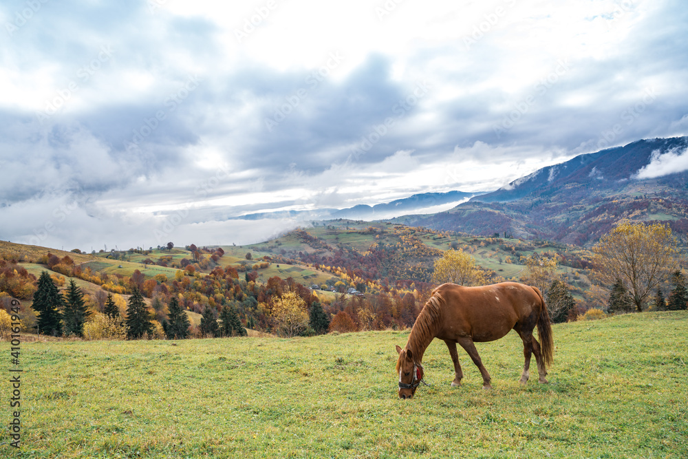 A handsome stallion walks in the field and eats juicy grass