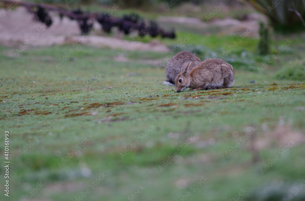 European rabbits Oryctolagus cuniculus grazing. Pilots Beach. Taiaroa Head Wildlife Reserve. Otago Peninsula. Otago. South Island. New Zealand.