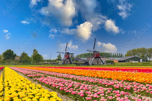 Traditional Dutch landscape with colorful blooming tulips and two windmills against a blue sky with scattered clouds and very popular as a point of interest for tourists and travel agents
