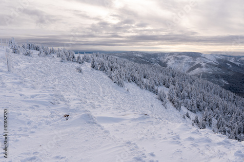 Majestic white snow spruces . Picturesque and gorgeous wintry scene. Location place Jeseniky national park, Czech, Europe. Alps ski resort. Blue toning. Happy New Year! Beauty world.