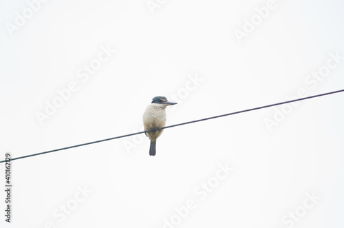 Sacred kingfisher Todiramphus sanctus vagans on a electric cable. Hoopers Inlet. Otago Peninsula. Otago. South Island. New Zealand. © Víctor