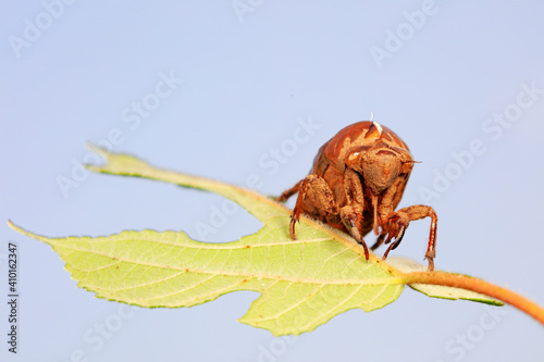 Cicadas slough on wild plants, North China © zhang yongxin