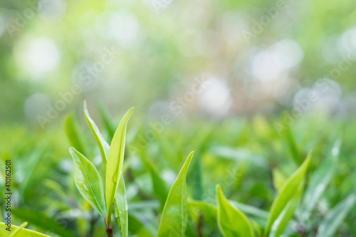 Closeup green leaf on blurred greenery background. with copy space