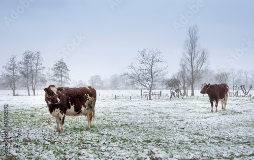 red and white cows in snow covered meadow near utrecht in holland © ahavelaar