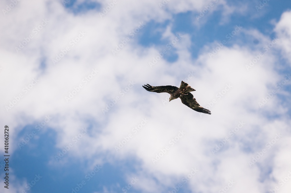 bird of prey bird of prey