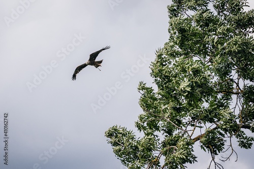 bird of prey