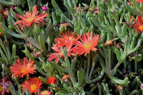 Blooming Red flower. Closeup. Background. photo