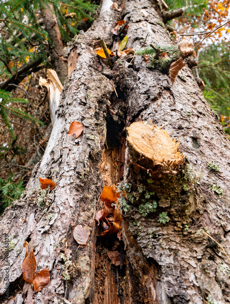 Fototapeta premium A large fallen tree in a beautiful forest among fallen leaves