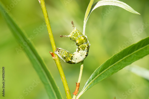 Photos Viceroy Butterfly caterpillar