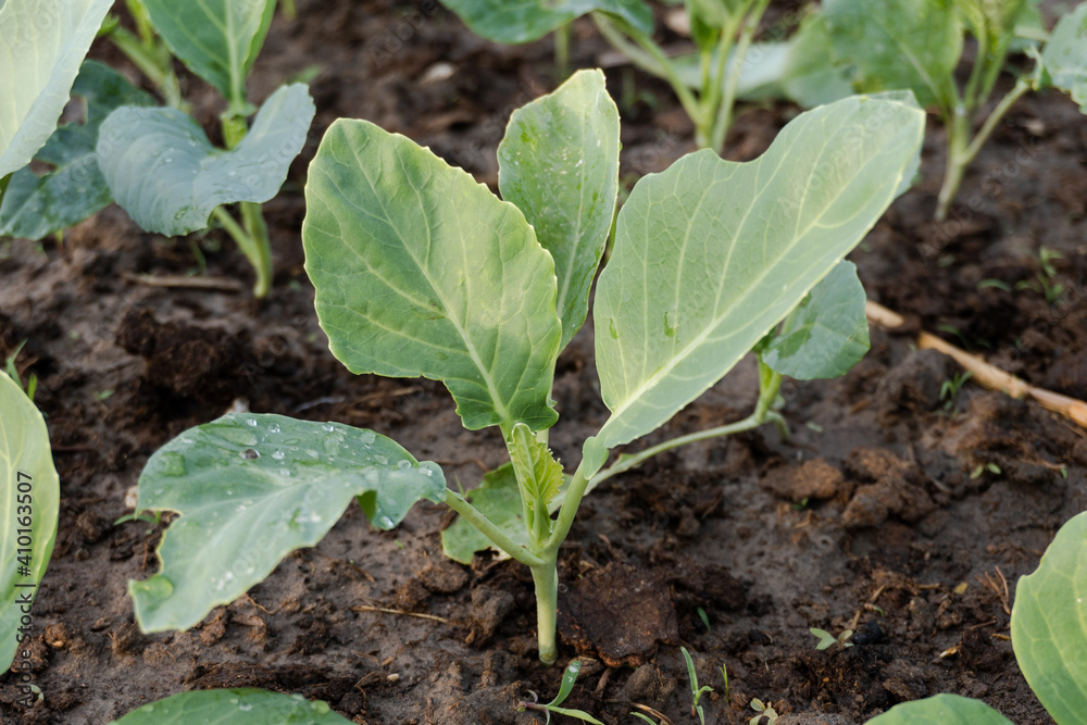 Fresh organic Chinese kale vegetable plant grow at vegetable garden Fresh organic Chinese kale vegetable plant grow at vegetable garden