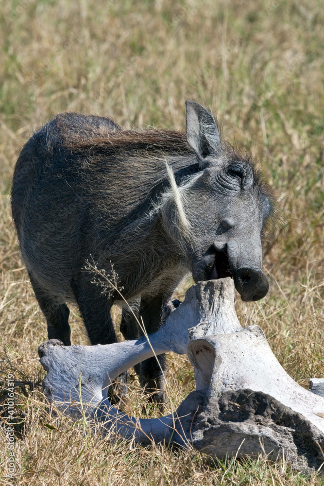 Fototapeta premium Warthog - Etosha National Park - Namibia
