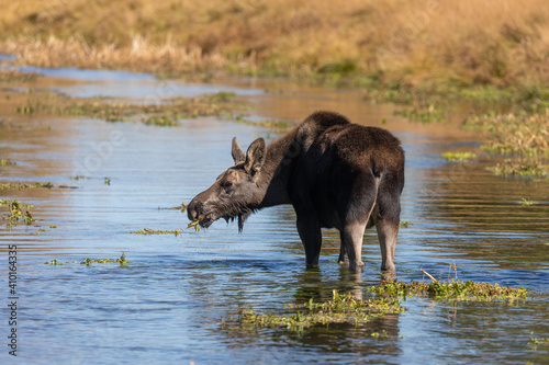 Cute Shiras Moose Calf in a Pond in Wyoming