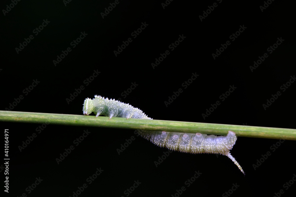 Moth larvae live on wild plants in North China
