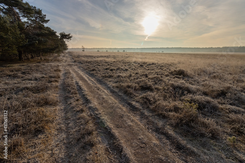 Heathland area  part of national park Planken Wambuis forest in winter  part of the Veluwe. Road between the heather.