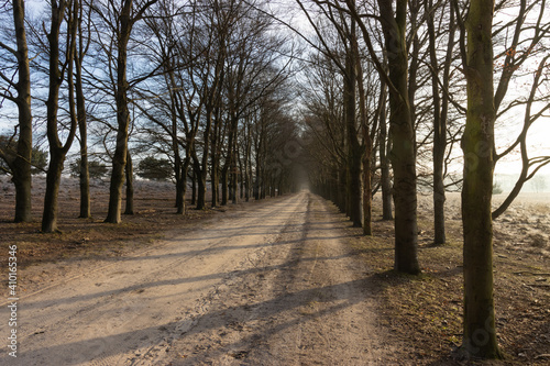 Road between the trees. Sand road at Planken Wambuis part of the Veluwe.