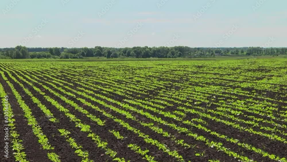 Sugar beet shoots with small leaves in the field Sugar beet shoots with small leaves in the field
