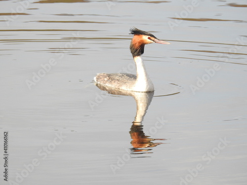 grebe
