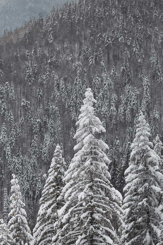 Mountain woods landscape. Fir forest  covered in snow on winter. Natural pattern from trees.  