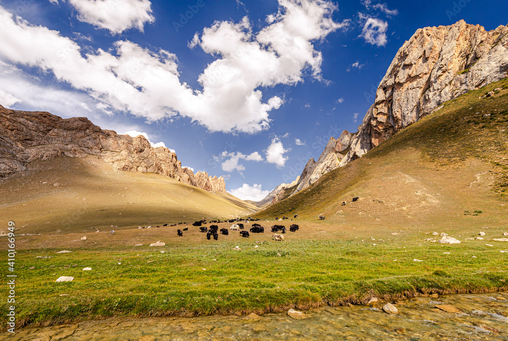 Yak grazing near Tash Rabat, Kyrgyzstan