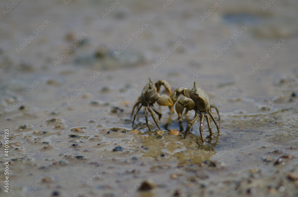 Tunnelling mud crabs Austrohelice crassa threatening each other. Hoopers Inlet. Otago Peninsula. Otago. South Island. New Zealand. Tunnelling mud crabs Austrohelice crassa threatening each other. Hoopers Inlet. Otago Peninsula. Otago. South Island. New Zealand.