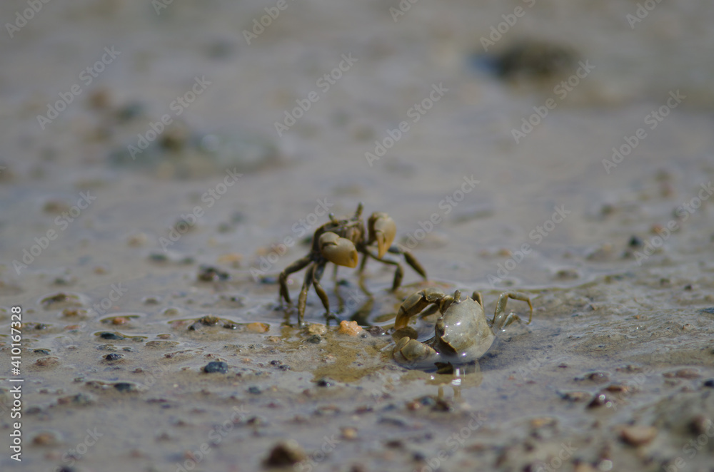 Tunnelling mud crabs Austrohelice crassa. Hoopers Inlet. Otago