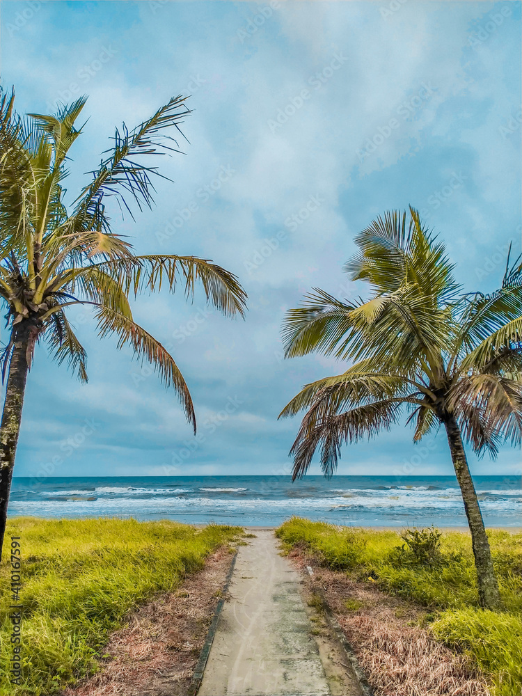 palm trees on the beach