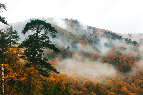 Landscape photography of autumn trees with fog, as abstract texture (Seven Lakes) Bolu/ Turkey