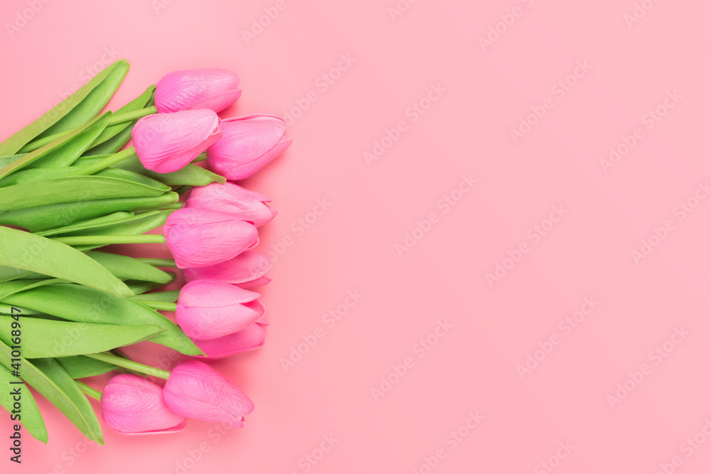 Spring flowers bunch of pink tulips on the pink background with free space for text. Mother's day or women's day composition.