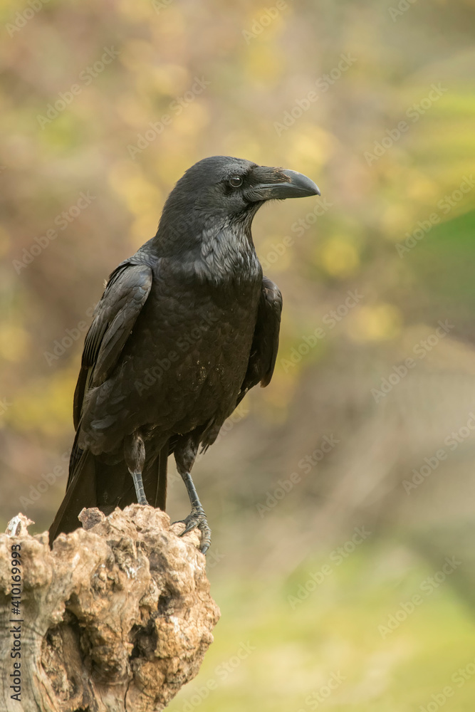 crow, the most intelligent bird, perched on a branch crow, the most intelligent bird, perched on a branch